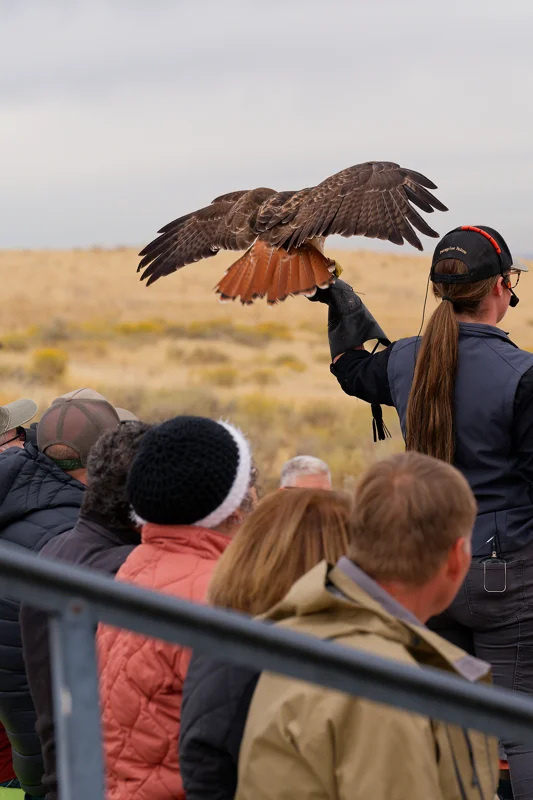 Photo from 2026 Birds of Prey album, image 7