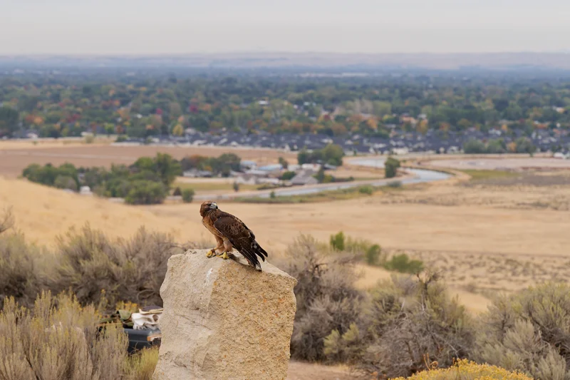 Photo from 2026 Birds of Prey album, image 8