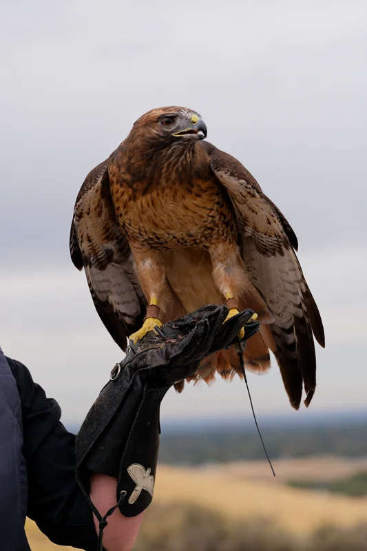 Photo from 2026 Birds of Prey album, image 9