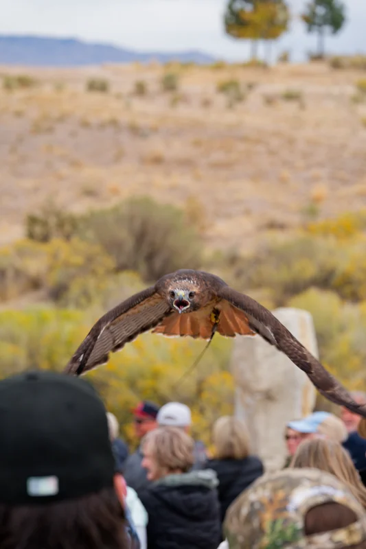 Photo from 2026 Birds of Prey album, image 10