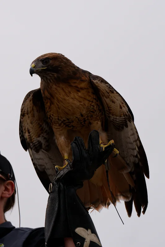 Photo from 2026 Birds of Prey album, image 11