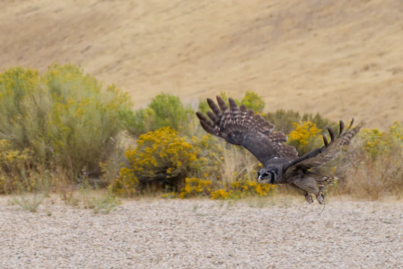 Photo from 2026 Birds of Prey album, image 12