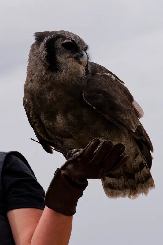 Photo from 2026 Birds of Prey album, image 13