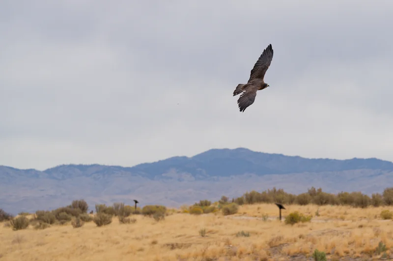 Photo from 2026 Birds of Prey album, image 14