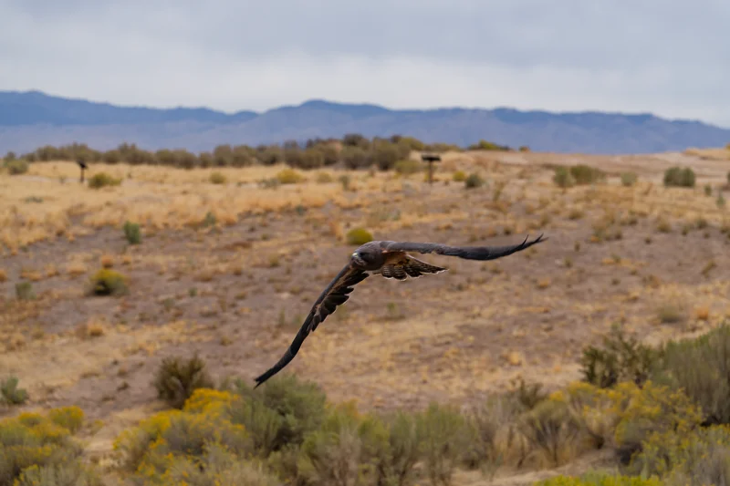 Photo from 2026 Birds of Prey album, image 15