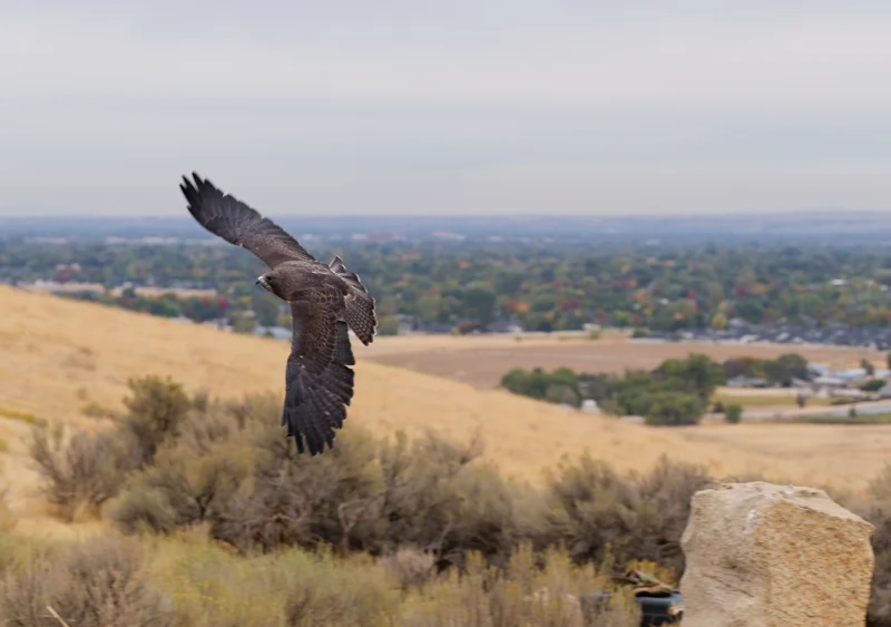 Photo from 2026 Birds of Prey album, image 16