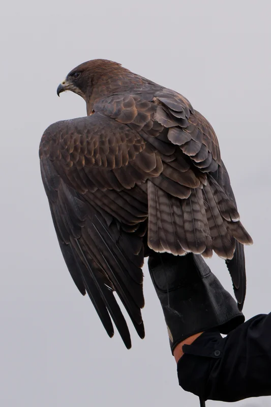 Photo from 2026 Birds of Prey album, image 17