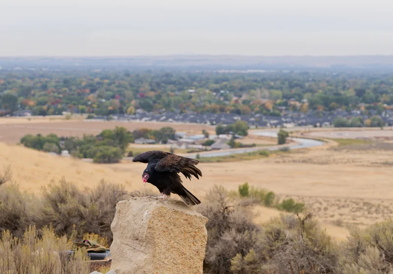 Photo from 2026 Birds of Prey album, image 20