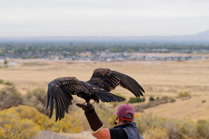 Photo from 2026 Birds of Prey album, image 22