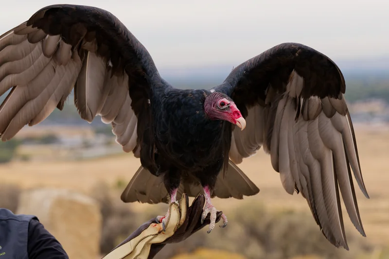 Photo from 2026 Birds of Prey album, image 23