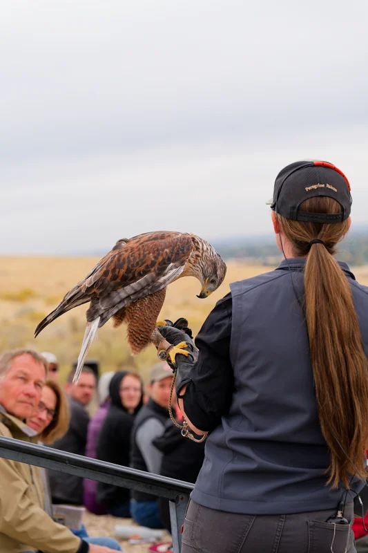 Photo from 2026 Birds of Prey album, image 25