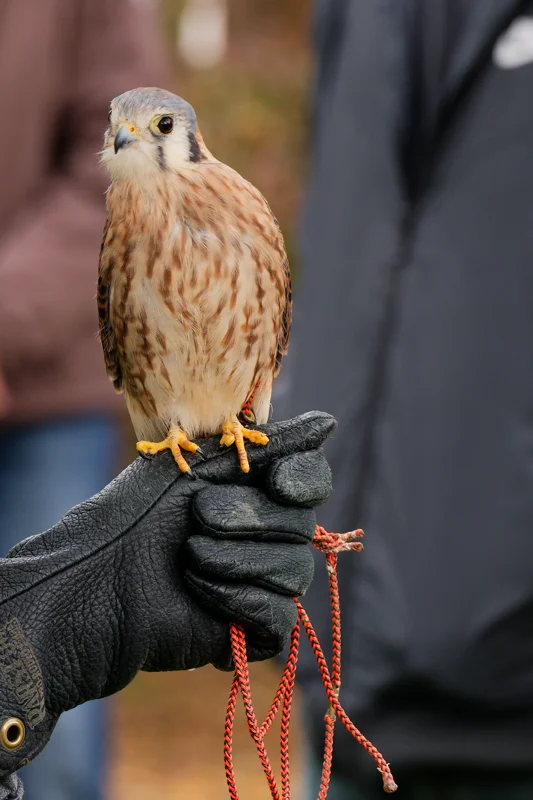 Photo from 2026 Birds of Prey album, image 26