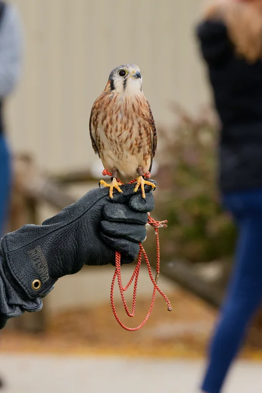 Photo from 2026 Birds of Prey album, image 27