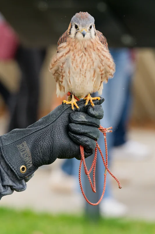 Photo from 2026 Birds of Prey album, image 28