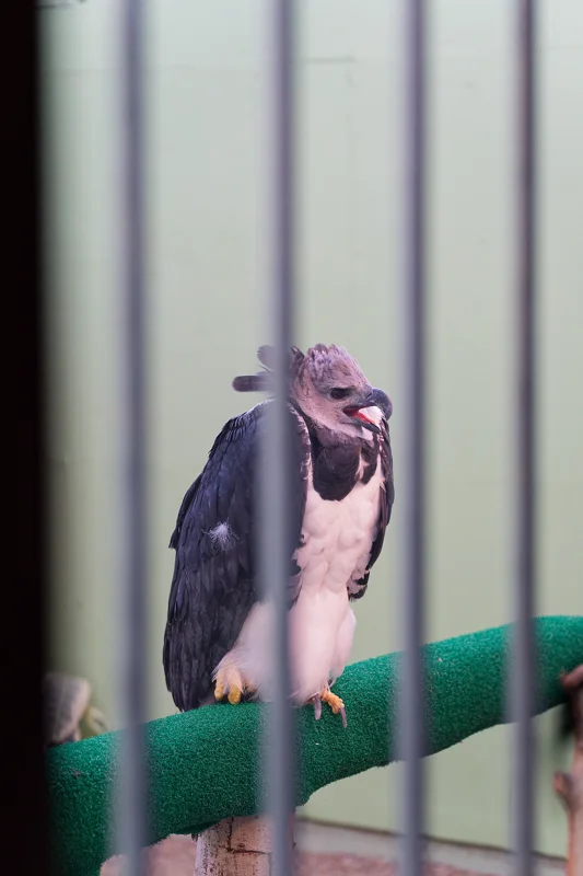 Photo from 2026 Birds of Prey album, image 29