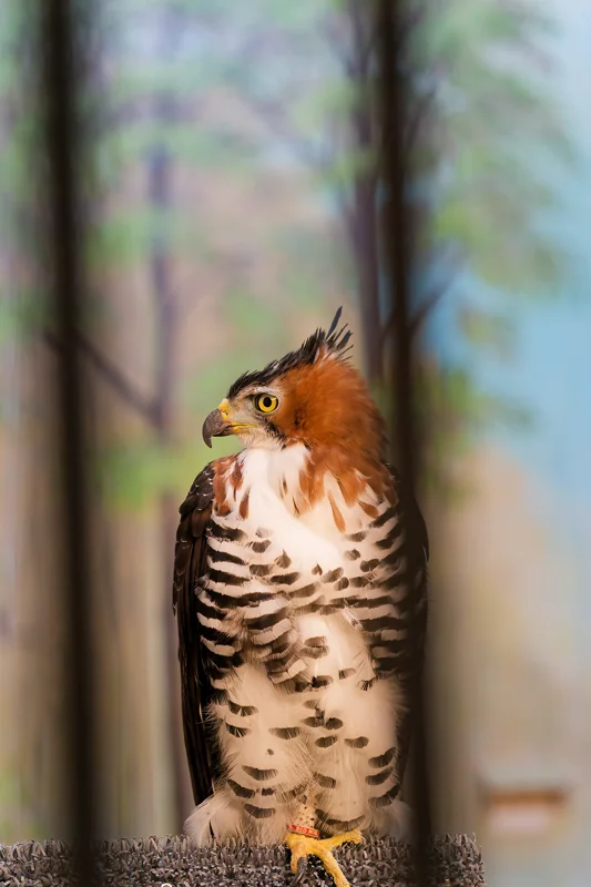 Photo from 2026 Birds of Prey album, image 30