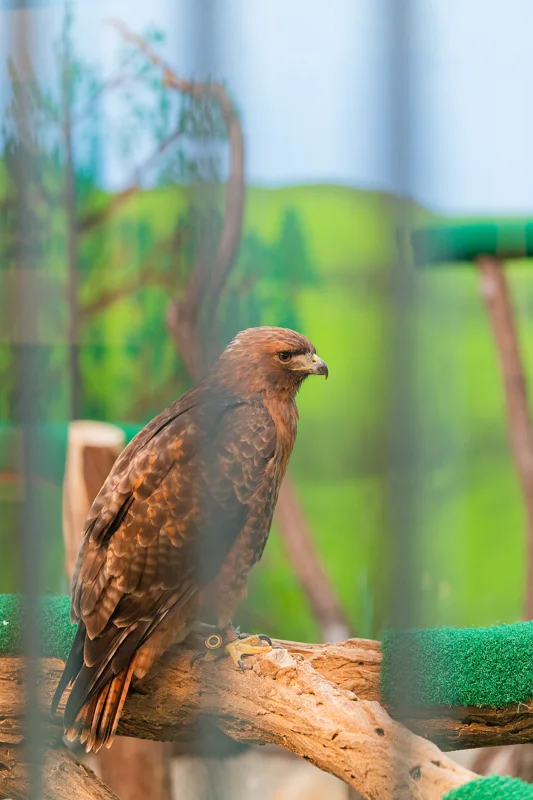 Photo from 2026 Birds of Prey album, image 31