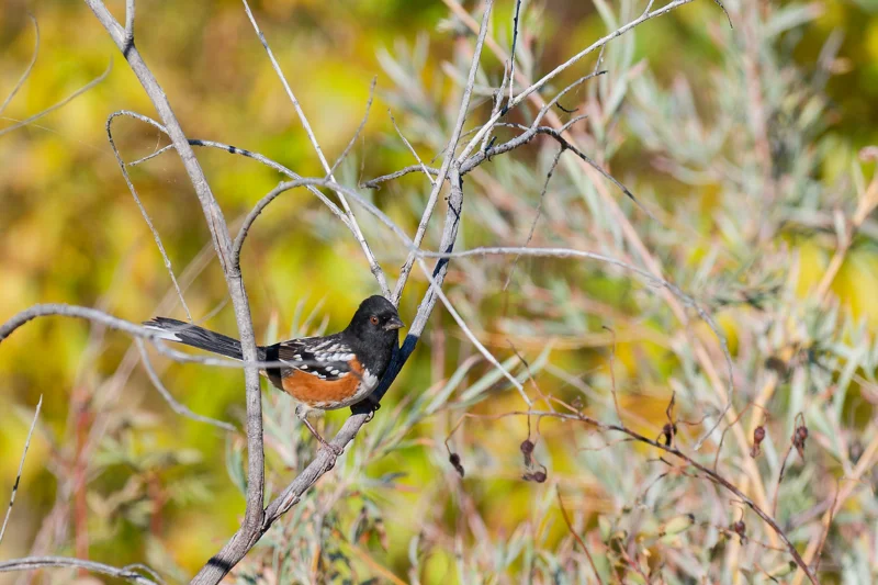 Photo from 2026 Boise Bird Observatory album, image 1