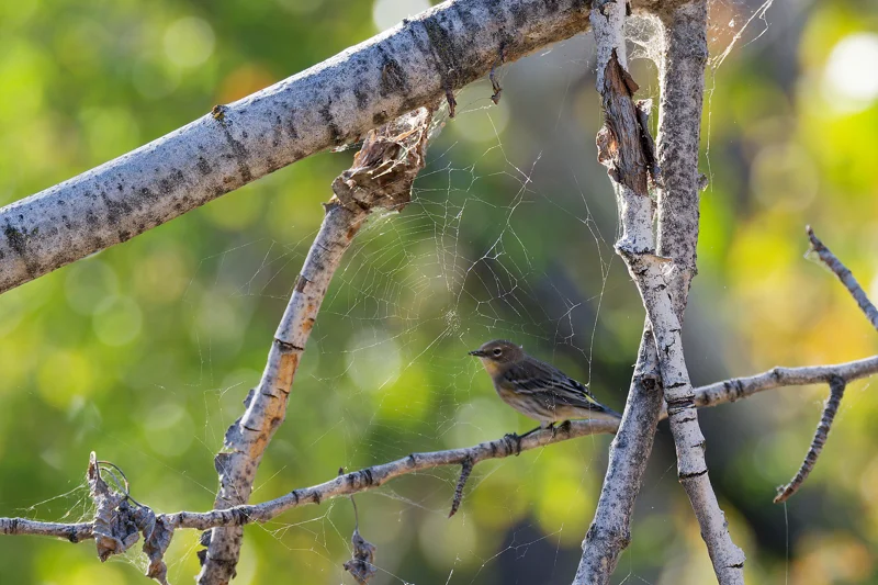 Photo from 2026 Boise Bird Observatory album, image 3