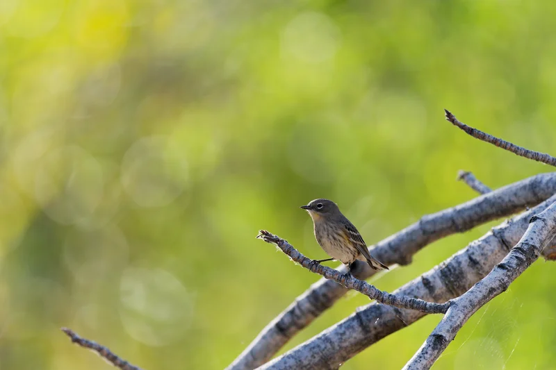 Photo from 2026 Boise Bird Observatory album, image 4