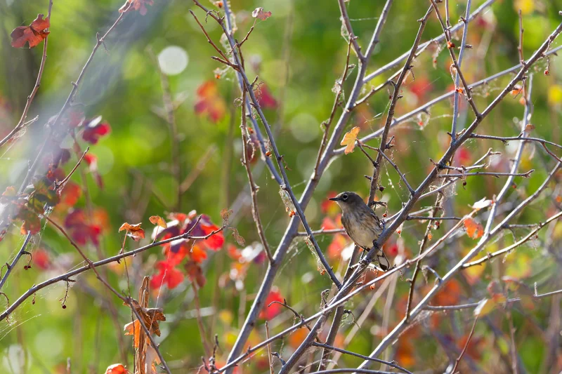 Photo from 2026 Boise Bird Observatory album, image 5