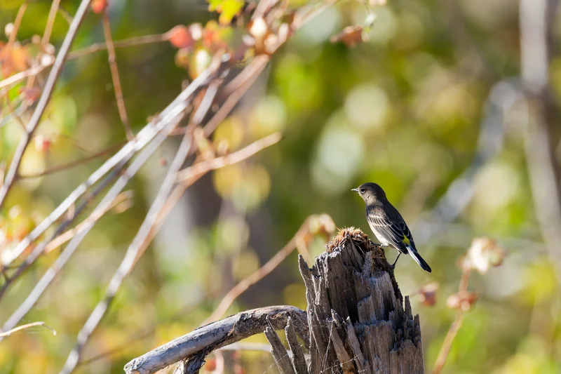 Photo from 2026 Boise Bird Observatory album, image 6