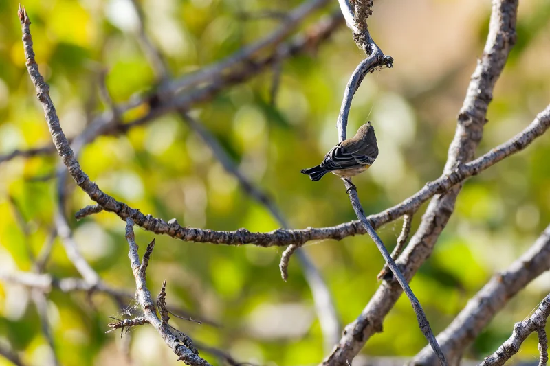 Photo from 2026 Boise Bird Observatory album, image 7