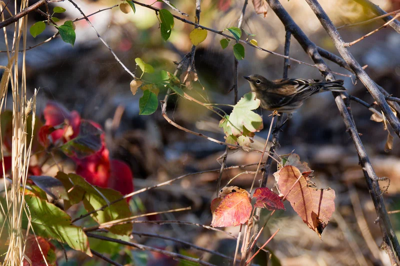 Photo from 2026 Boise Bird Observatory album, image 8