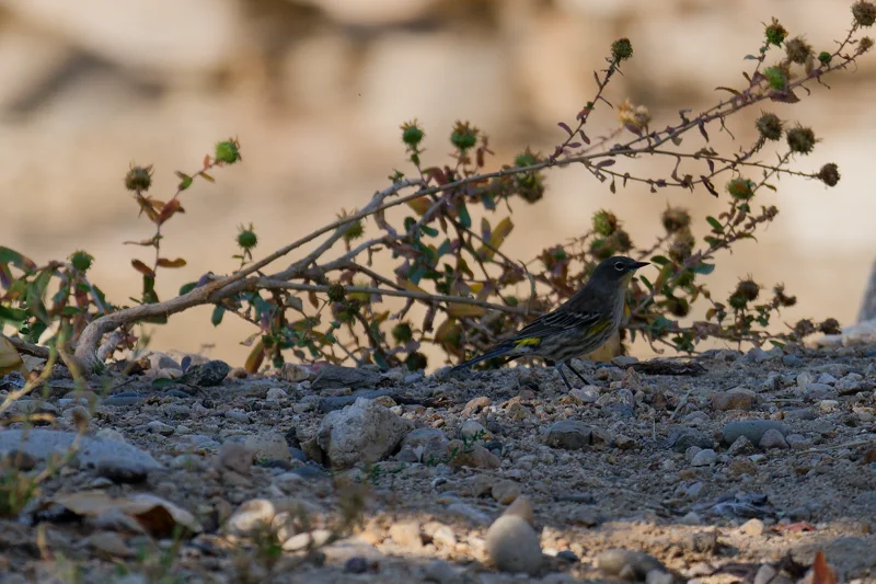 Photo from 2026 Boise Bird Observatory album, image 9