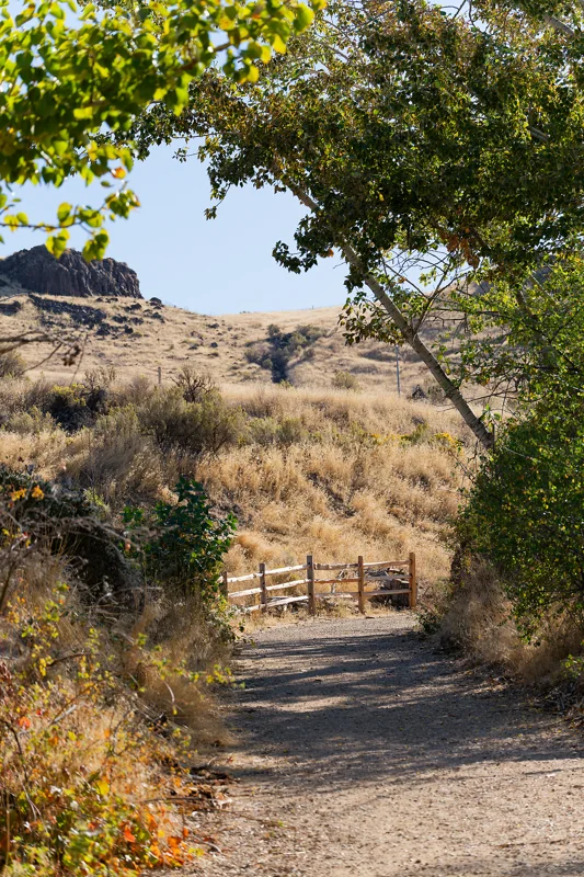 Photo from 2026 Boise Bird Observatory album, image 10