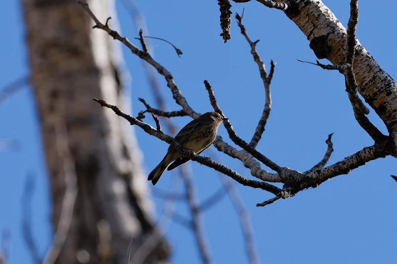 Photo from 2026 Boise Bird Observatory album, image 12