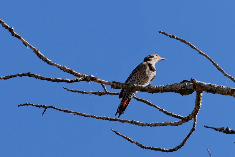 Photo from 2026 Boise Bird Observatory album, image 13