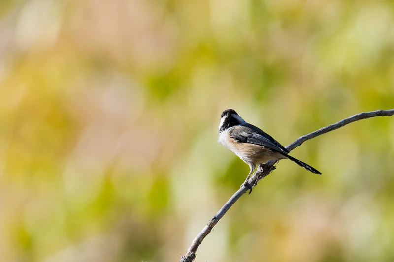 Photo from 2026 Boise Bird Observatory album, image 14