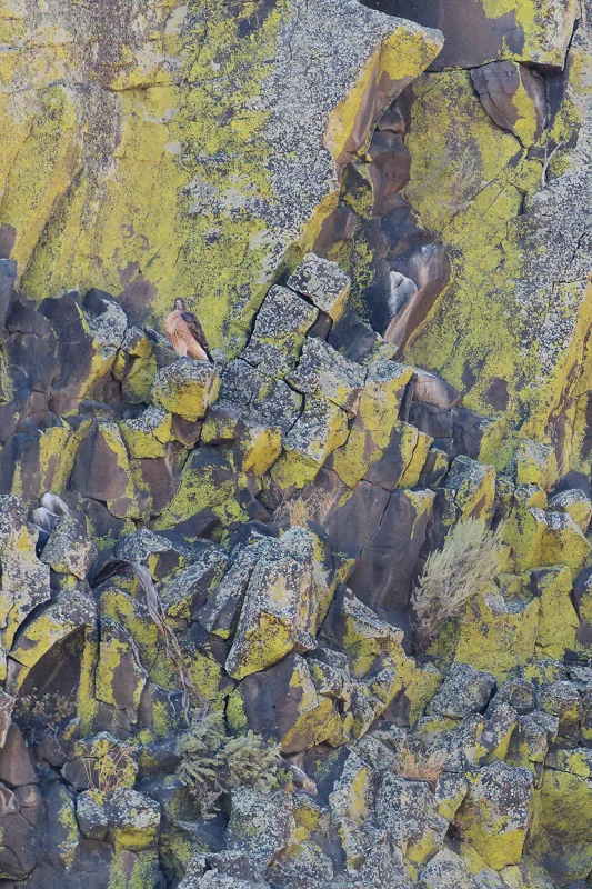 Photo from 2026 Boise Bird Observatory album, image 19
