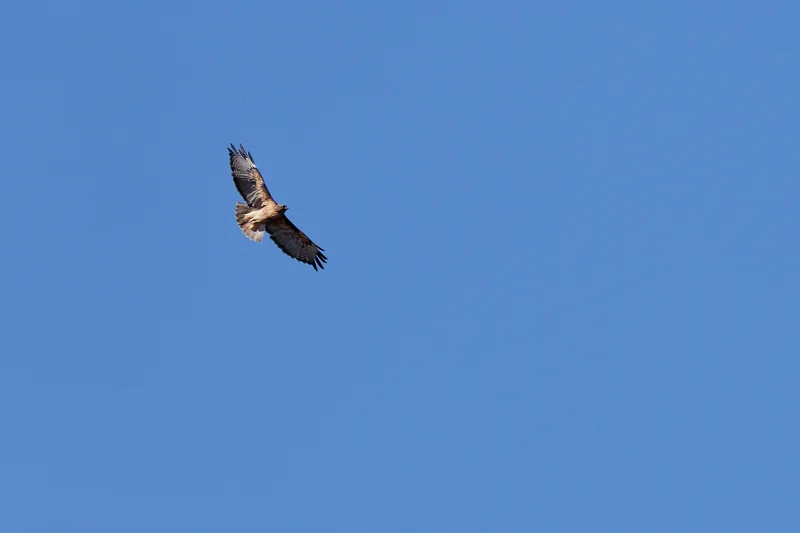 Photo from 2026 Boise Bird Observatory album, image 21
