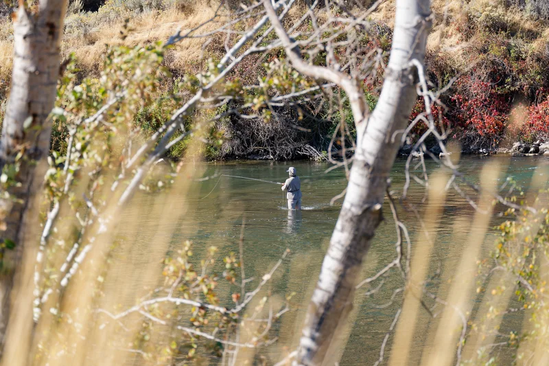 Photo from 2026 Boise Bird Observatory album, image 23
