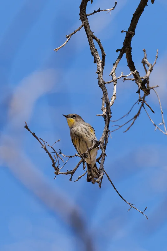 Photo from 2026 Boise Bird Observatory album, image 24