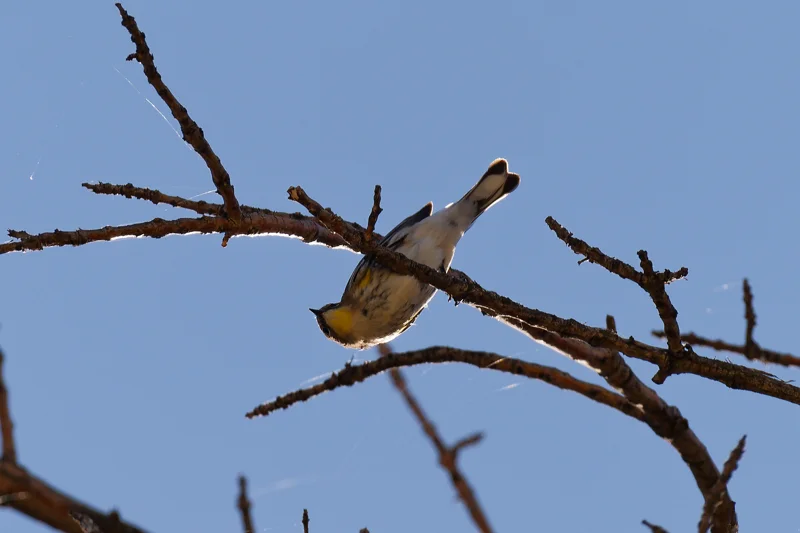 Photo from 2026 Boise Bird Observatory album, image 25