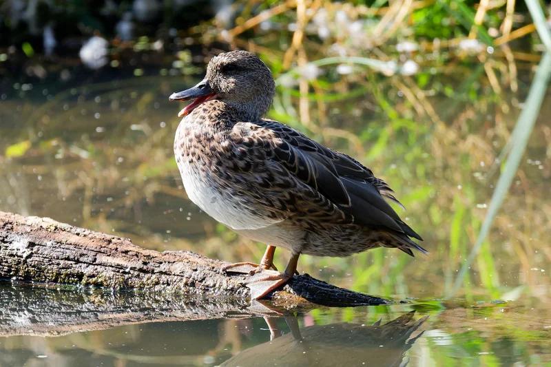 Photo from 2026 Boise River album, image 13