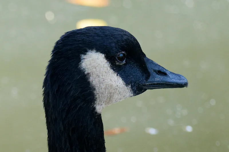 Photo from 2026 Boise River album, image 15