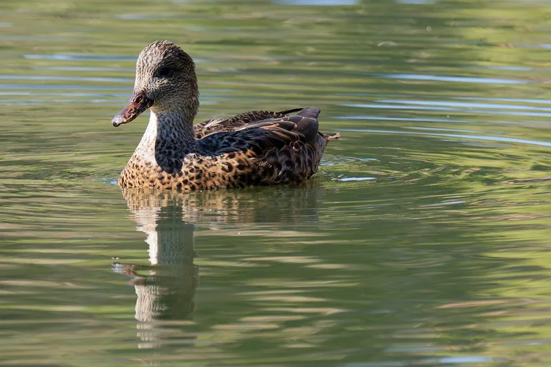 Photo from 2026 Boise River album, image 16