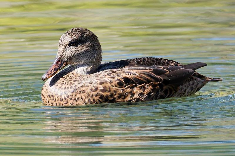 Photo from 2026 Boise River album, image 17