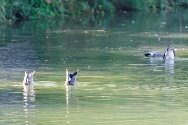 Photo from 2026 Boise River album, image 18
