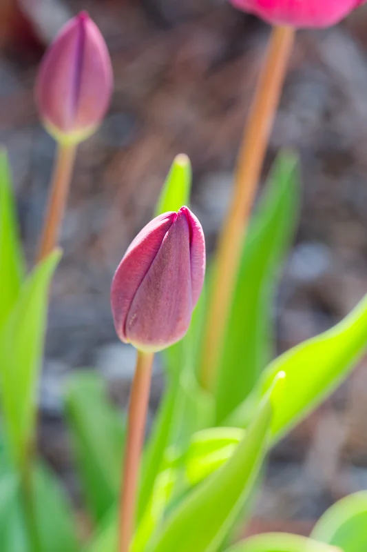 Photo from 2026 Boise Spring album - Image 31