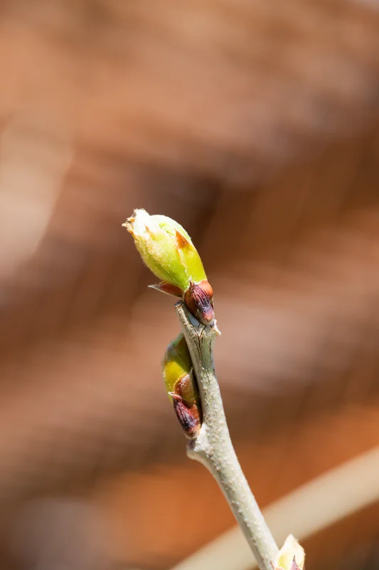 Photo from 2026 Boise Spring album - Image 33