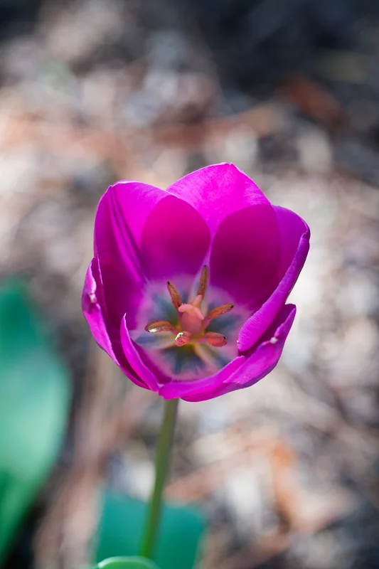 Photo from 2026 Boise Spring album - Image 34