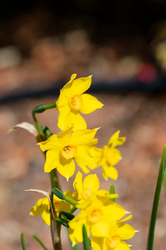 Photo from 2026 Boise Spring album - Image 36