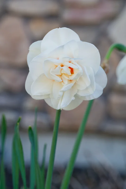 Photo from 2026 Boise Spring album - Image 38
