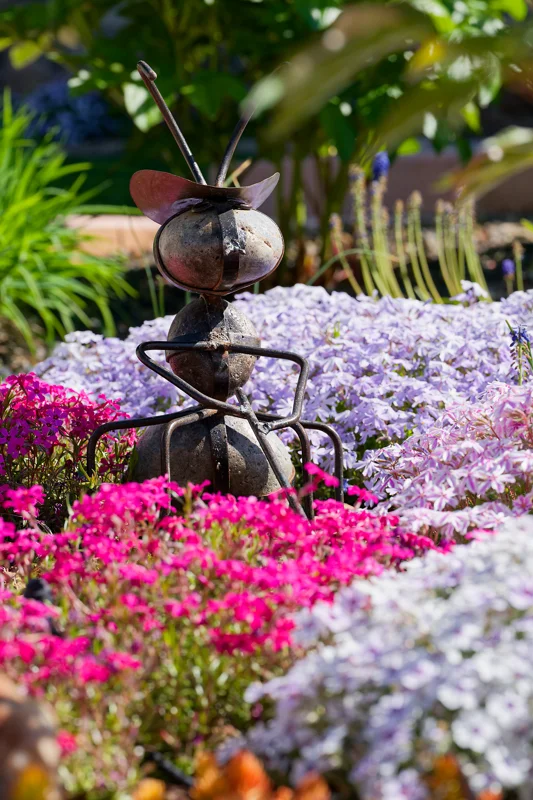 Boise Idaho Spring Photography 2026 - Wildflowers & Insects