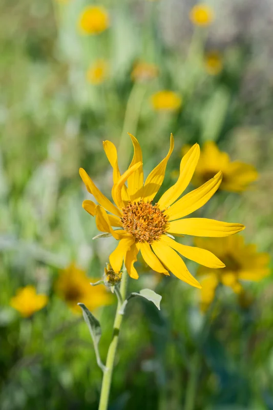 Photo from 2026 Boise Spring album - Image 60